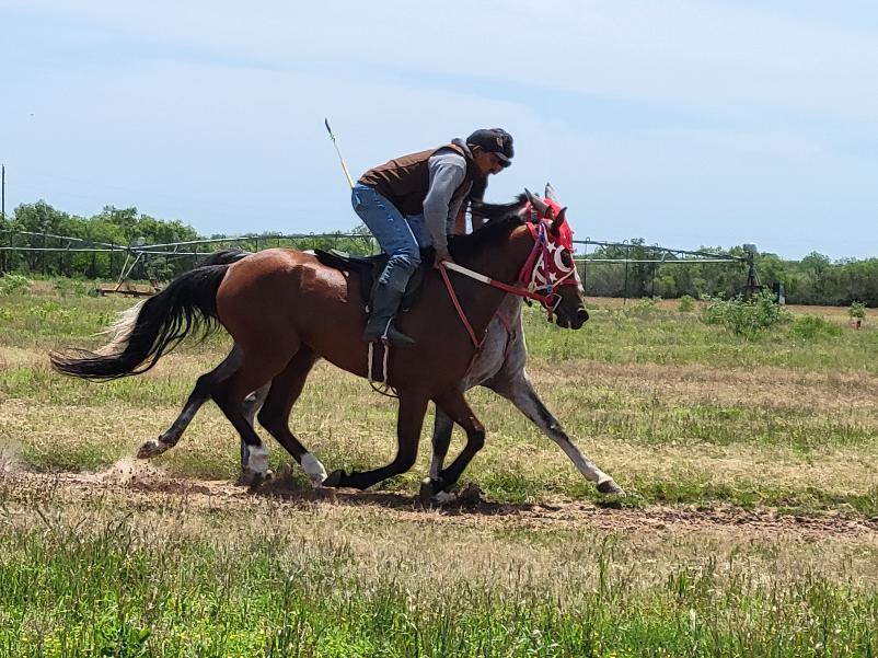 ARABIAN HORSES FOR SALE, SAN ANTONIO TEXAS AREA